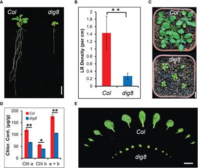 Peptide chain release factor DIG8 regulates plant growth by affecting ROS-mediated sugar transportation in Arabidopsis thaliana
